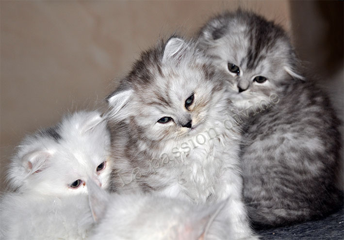 http://la-passiondivine.fr/images/chaton2010/forum/Fudji.jpg
