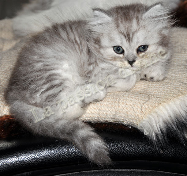 http://la-passiondivine.fr/images/chaton2010/forum/Fudji2.jpg