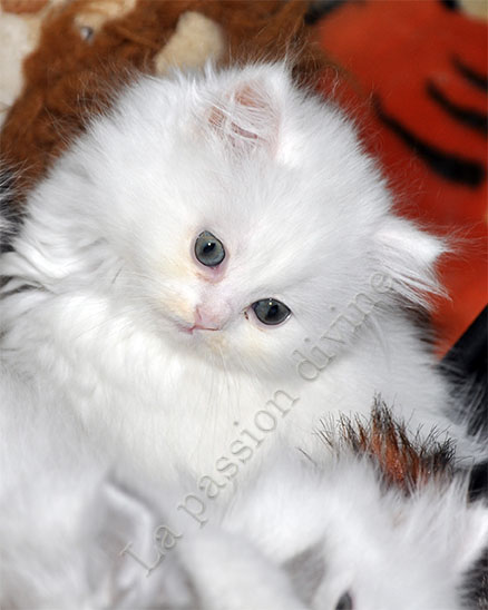 http://la-passiondivine.fr/images/chaton2010/forum/miss.jpg
