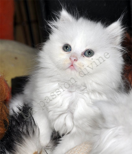 http://la-passiondivine.fr/images/chaton2010/forum/miss2.jpg