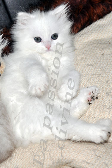 http://la-passiondivine.fr/images/chaton2010/forum/prem.jpg