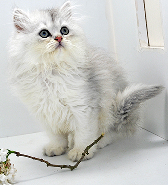 femelle british longhair